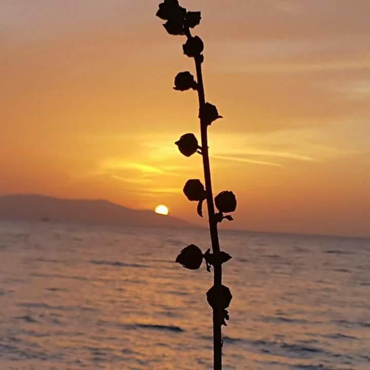 Samos Apart Pension Guzelcamlı Exterior foto